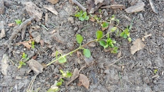 Stellaria apetala