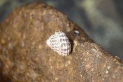 Austrocochlea porcata