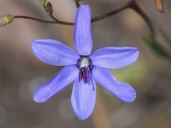 Agrostocrinum hirsutum