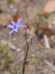 Agrostocrinum hirsutum