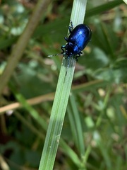 Chrysolinina