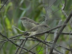 Acanthiza reguloides