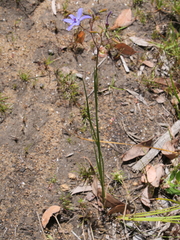 Agrostocrinum hirsutum