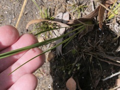 Agrostocrinum hirsutum