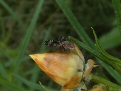 Austrotephritis fuscata