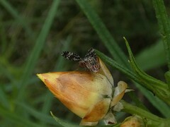 Austrotephritis fuscata