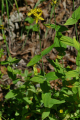 Hypericum montanum