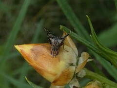 Austrotephritis fuscata