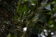 Scaphyglottis fasciculata