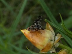 Austrotephritis fuscata