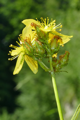 Hypericum montanum