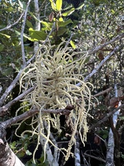 Usnea subfloridana