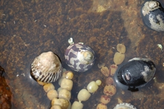 Bembicium nanum