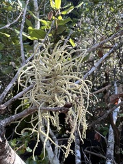 Usnea subfloridana