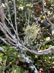 Usnea subfloridana