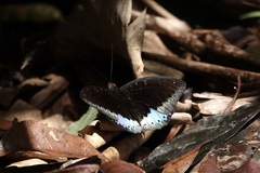 Lexias dirtea