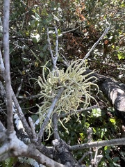 Usnea subfloridana