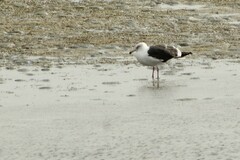 Larus occidentalis