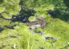 Pelophylax ridibundus