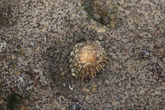 Cellana tramoserica