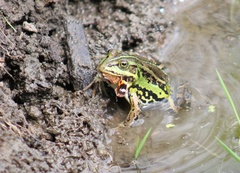 Pelophylax lessonae