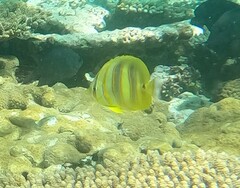 Chaetodon rainfordi