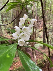 Anopterus glandulosus