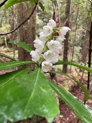 Anopterus glandulosus