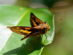 Cephrenes augiades