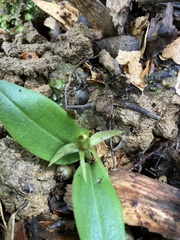 Chiloglottis
