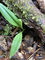 Chiloglottis