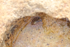 Cellana tramoserica