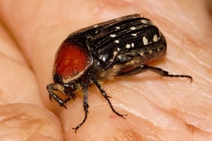 Clinteroides permutans