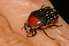 Clinteroides permutans