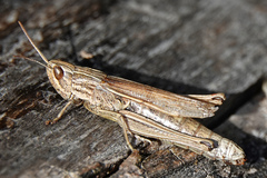 Chorthippus albomarginatus