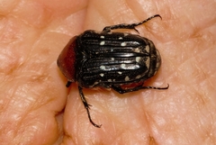 Clinteroides permutans