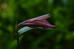 Sobralia macdougallii