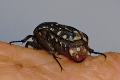 Clinteroides permutans