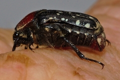 Clinteroides permutans