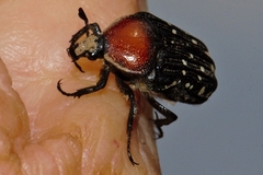 Clinteroides permutans