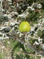 Psidium guajava