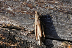 Chorthippus albomarginatus