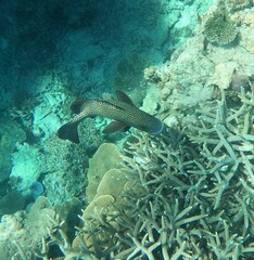 Plectorhinchus chaetodonoides