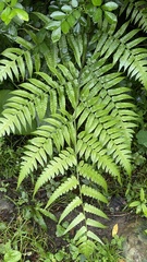Diplazium dilatatum