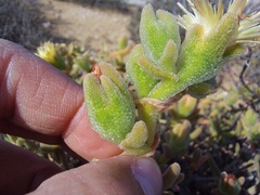 Mesembryanthemum nitidum