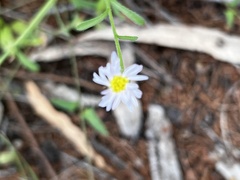 Brachyscome ciliaris