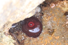 Actinia tenebrosa
