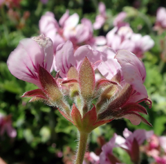 Pelargonium