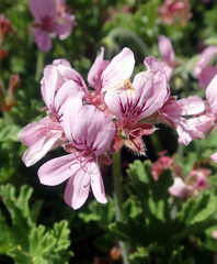 Pelargonium