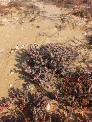 Drosanthemopsis diversifolia